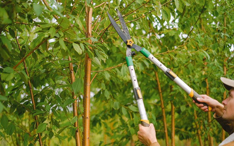 Tree trimming in Cortlandt Manor, NY